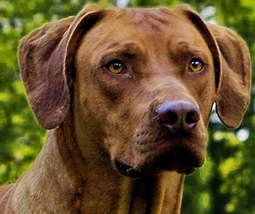 http://listadoderazasdeperrosygatos.blogspot.com/2015/02/raza-rhodesian-ridgeback.html